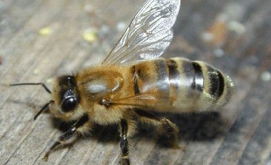 Căldura face insectele mai agresive. Peste 40 de decese în China, după atacurile viespilor ucigaşe