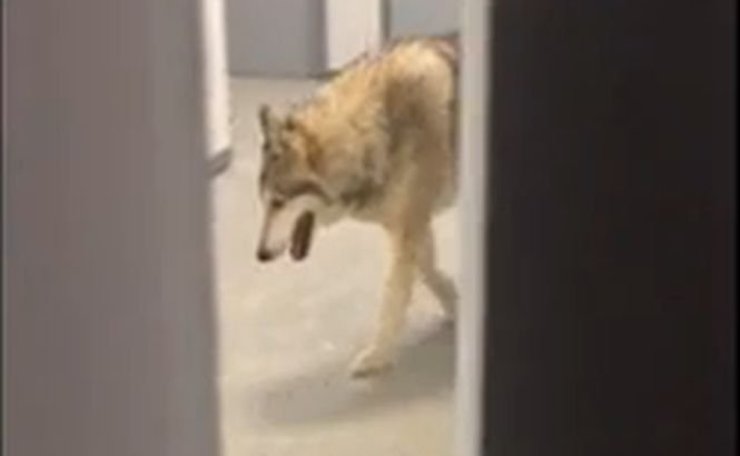 Înregistrarea video în care apărea un lup în Satul olimpic de la Soci este un trucaj