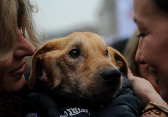 Nouăsprezece ONG-uri şi 39 de persoane nu mai au dreptul să adopte câini din adăposturile ASPA