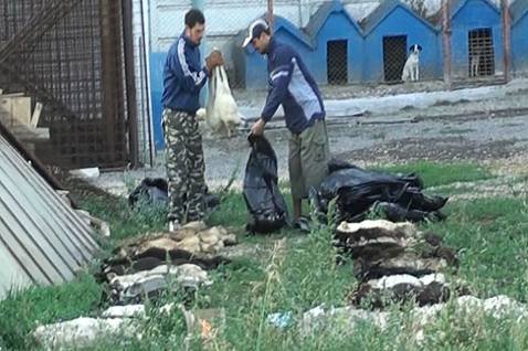 Imagini GREU DE PRIVIT la periferia Constanţei. Cadavre de câini mutilaţi, aruncate în saci la periferia oraşului