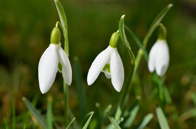 snowdrop-523667_640.jpg