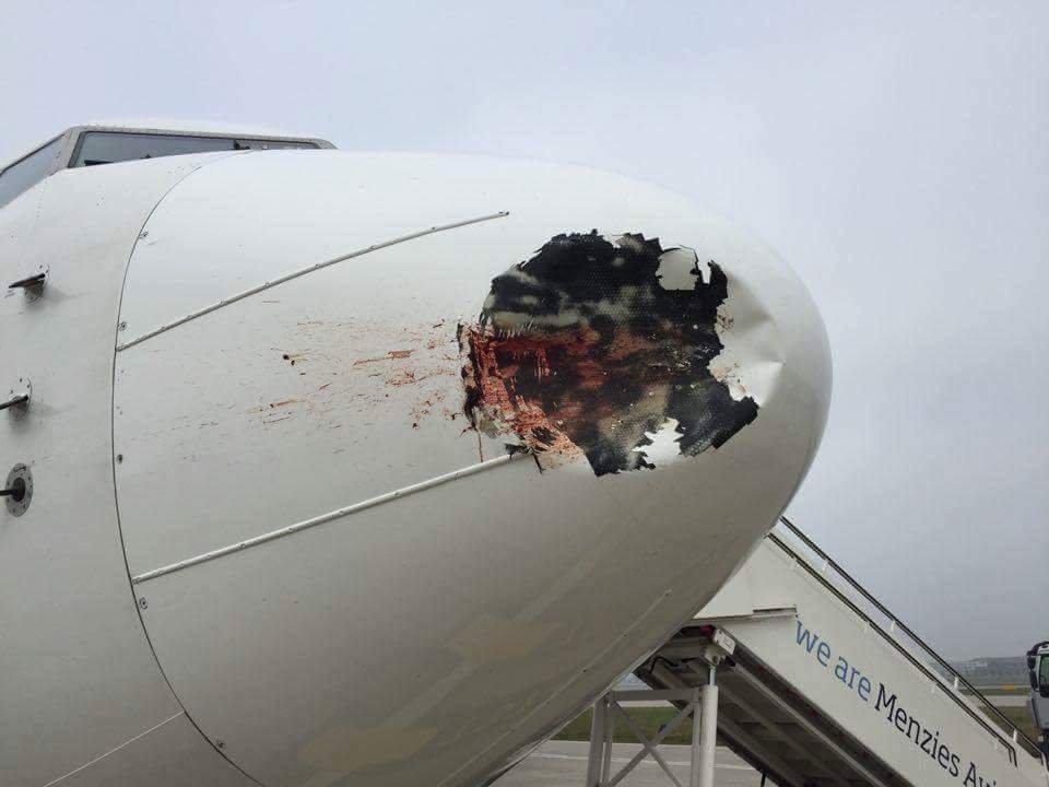 Un avion de linie, distrus de o pasăre. Panica pasagerilor a fost abia la aterizare