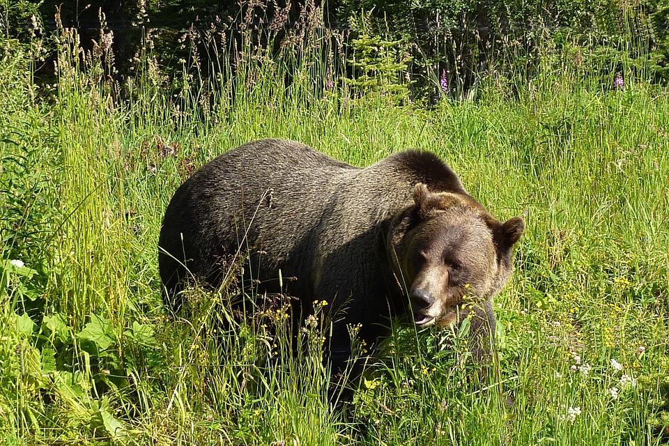 grizzly-1180556_960_720.jpg