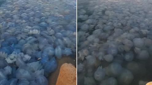 Fenomen spectaculos pe litoral - Ce a surprins un pescar în plase