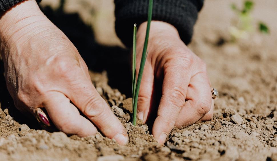 inchisoare amenzi fermieri ratamente fitosanitare culturi romania sanatate alimentara