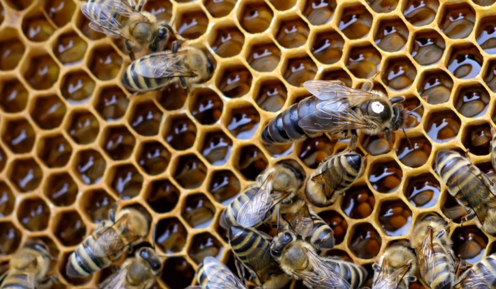 de ce aleg apicultorii matcile carnica