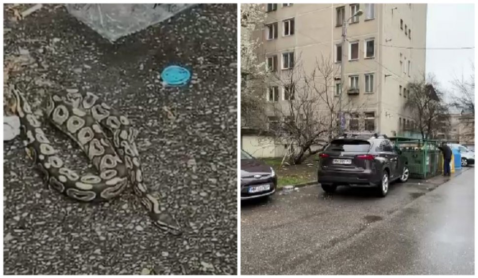 Un piton a fost găsit pe stradă, în Baia Mare