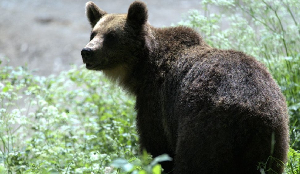 zonarea managementului speciei urs brun