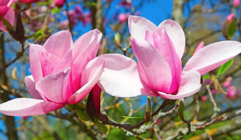 plantare magnolie