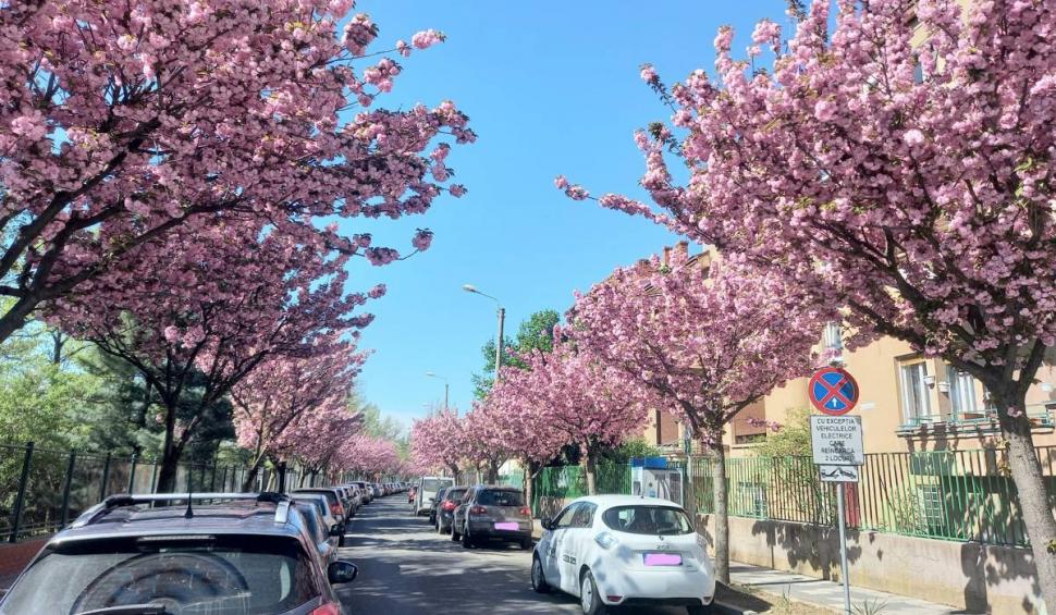 strada timisoara