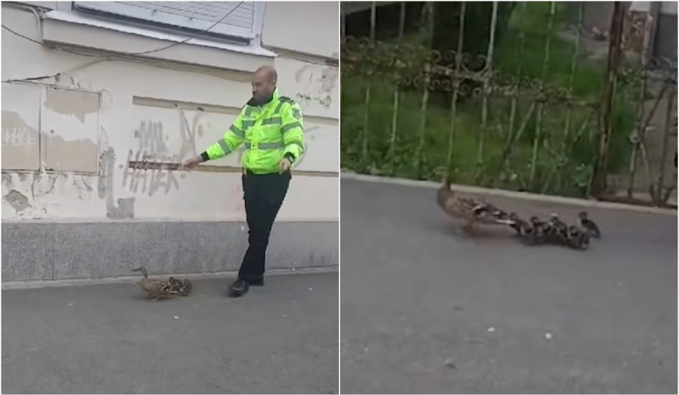 Moment emoționant în Cluj | Polițist local, filmat în timp ce conduce o familie de rațe pe o stradă spre Canalul Morii