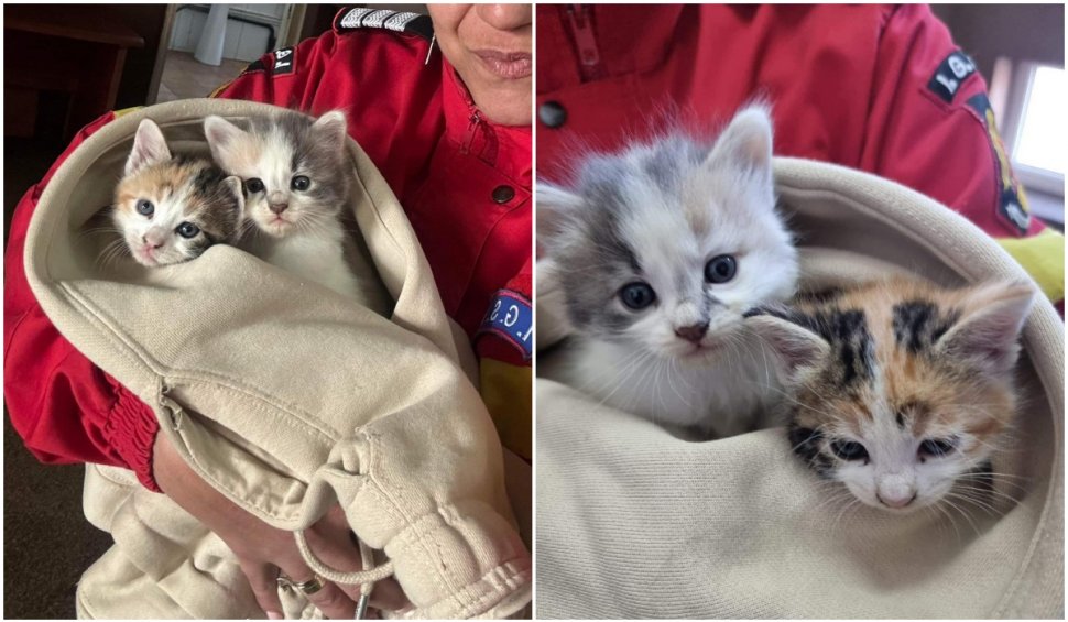 "Respect, oameni buni!". Doi pui de pisică, salvați de pompierii din Constanţa. Au rămas captivi în țevile de la subsolul unui bloc