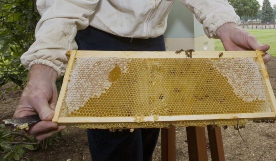 Sortimentele de miere preferate de români s-ar putea scumpi. Apicultor: "Salcâmul ar fi bun de cules, însă albina nu iese din stup"