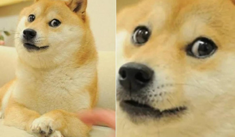Kabosu, câinele celebru care a inspirat meme-ul "doge", a murit: "A plecat în liniște, ca și cum ar fi adormit"