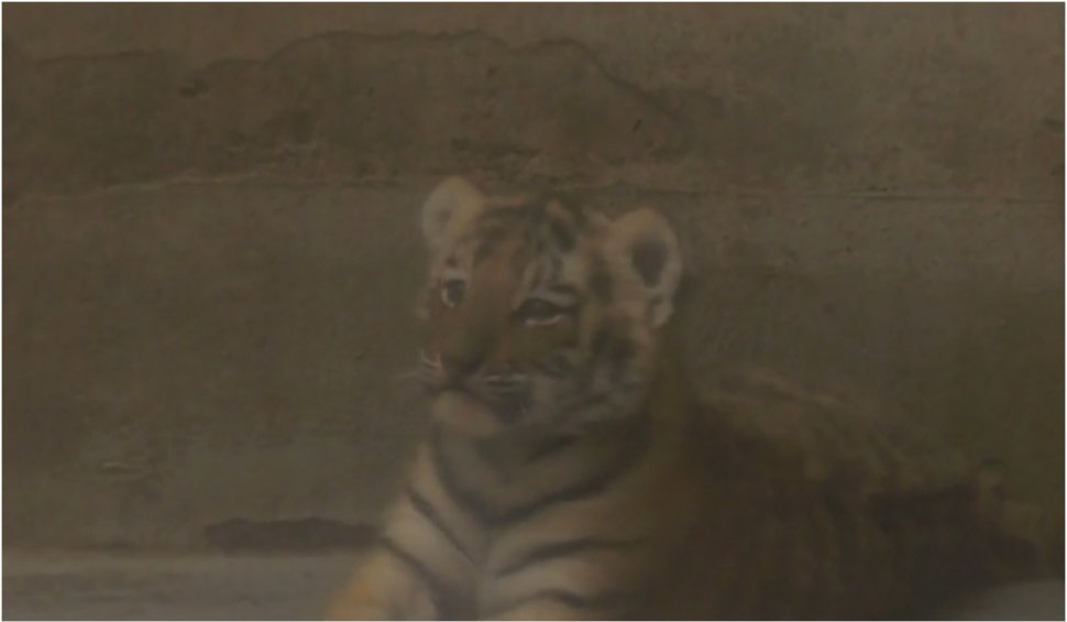 pui tigru siberian zoo oradea 