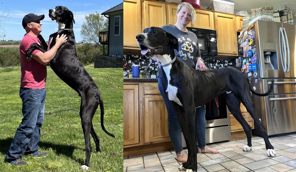 A murit Kevin, cel mai înalt câine din lume: „Era întruchiparea uriașului blând”