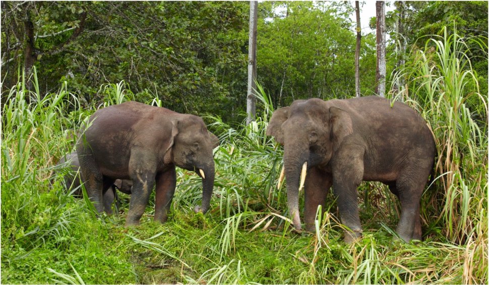 Elefanții de Borneo sunt pe cale de dispariție din cauza activității umane nocive 