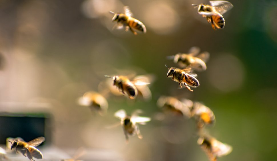 Ce fac albinele ca să își salveze puii de căldura extremă. Apicultor român: „Dacă e temperatura mai mare, puietul se opărește”