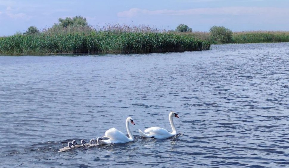 Spectacolul „Lacul Lebedelor” ajunge în Delta Dunării