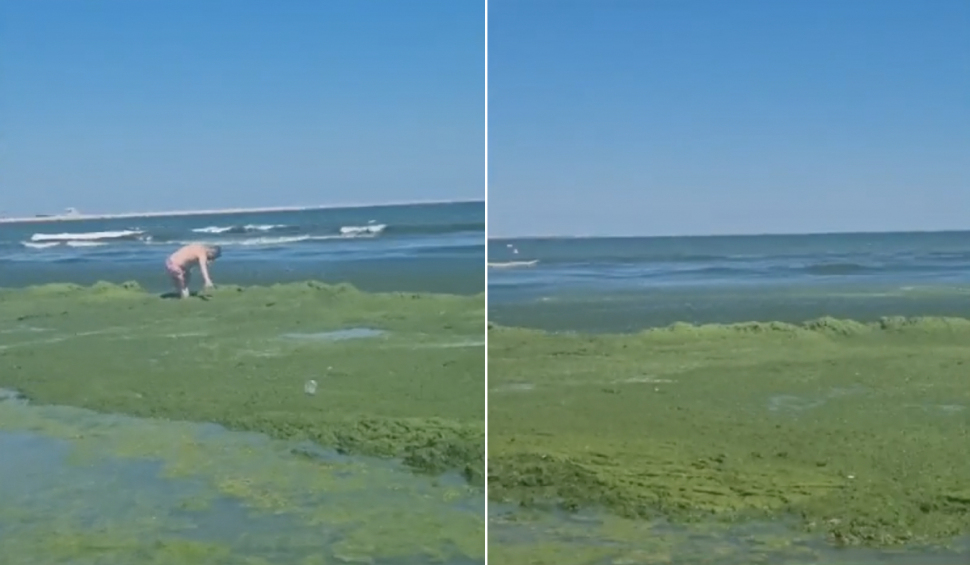 alge plaja navodari litoral