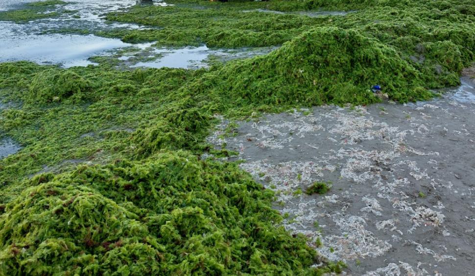 alge plaja litoral vara 2024