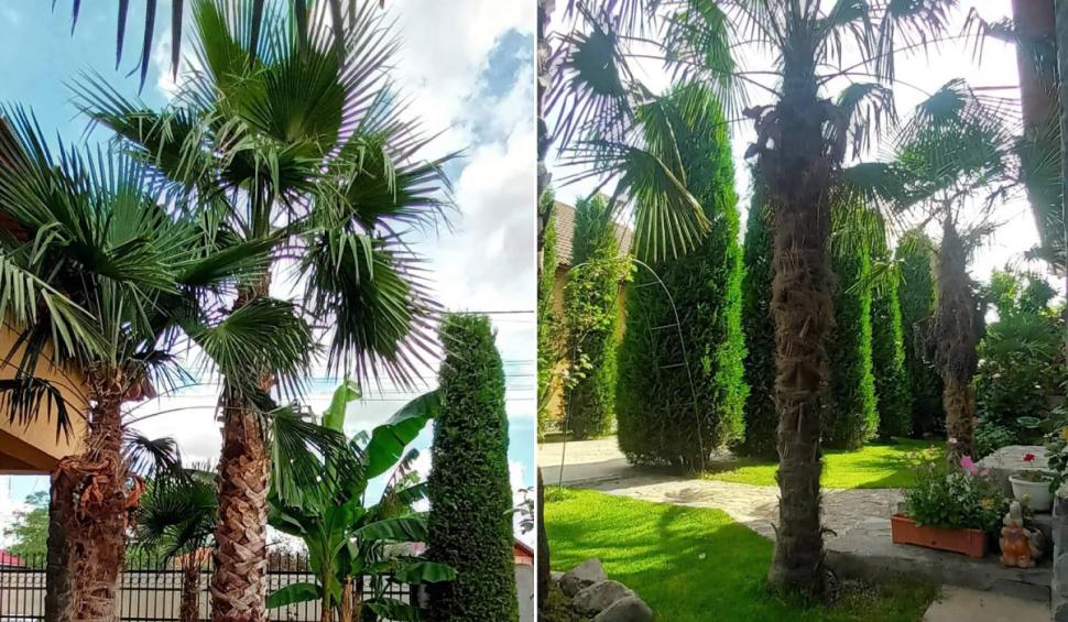 gradina teleorman palmieri