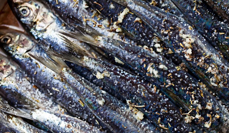 sardele sardine