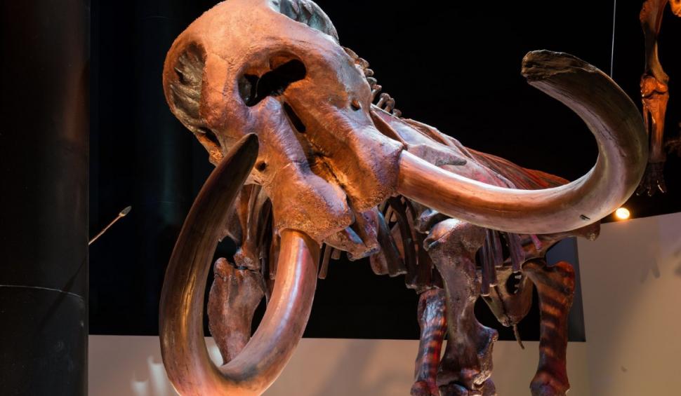 schelet fosila mamut