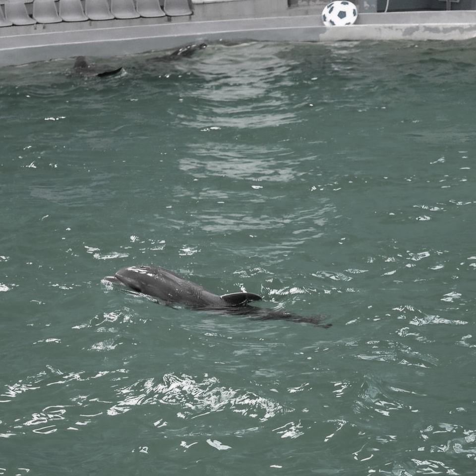 baby pui delfin delfinariu constanta