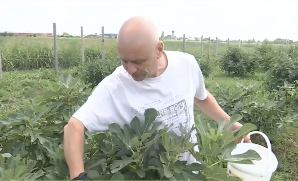 valentin badea livada smochini buzau