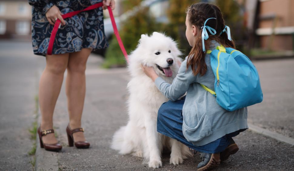 copil caine samoyed scoala getty