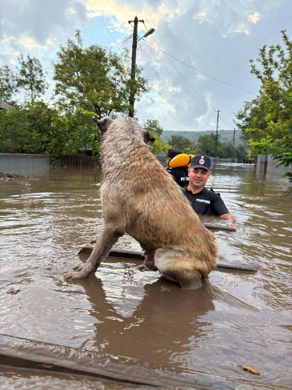 Caine salvat de un pompier la inundatiile din Galati