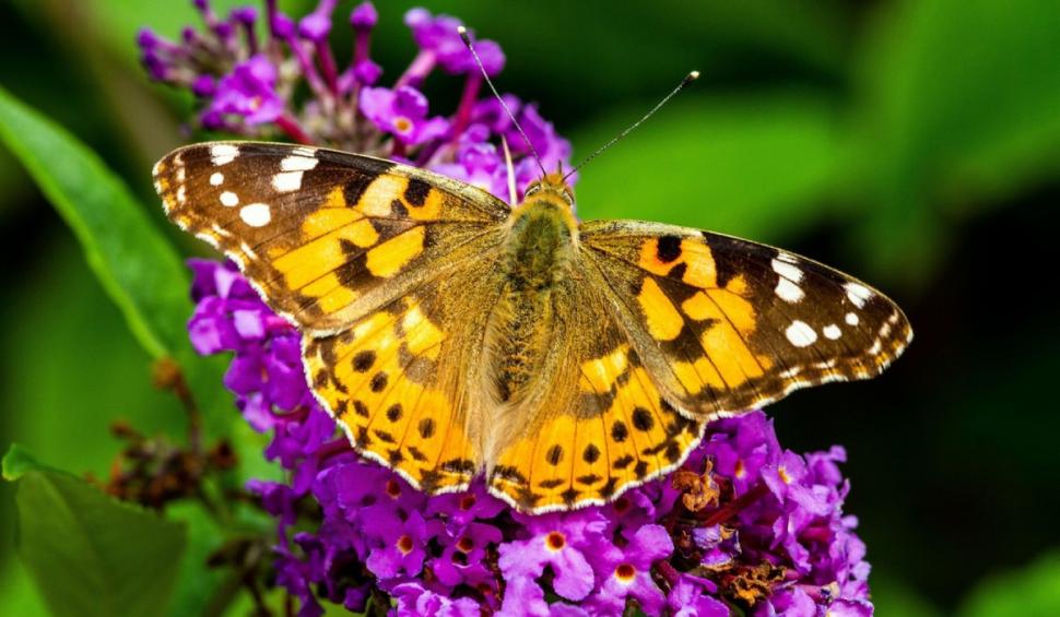 fluture doamna pictata vanessa cardui