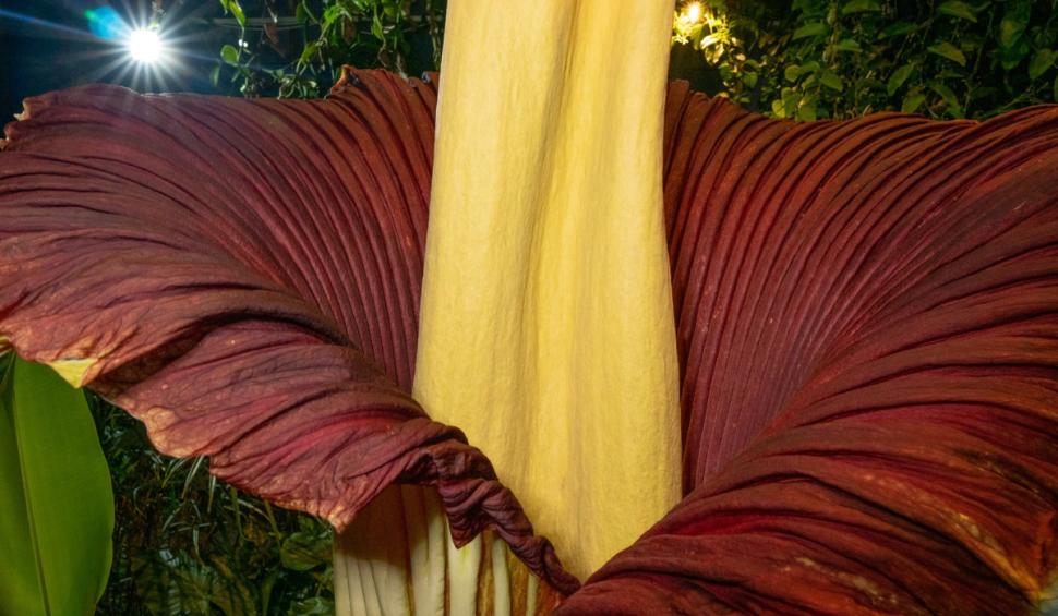 Planta cadavru, Titan Arum