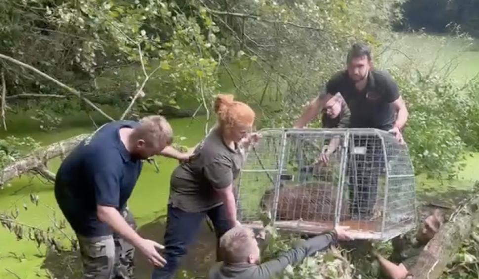 capibara evadata gradina zoologica