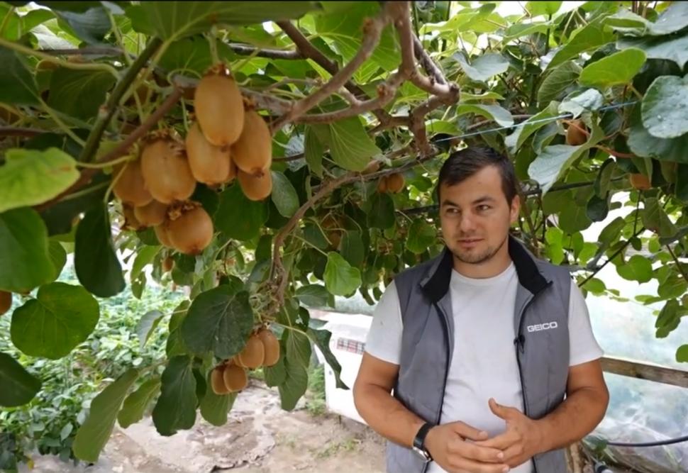 plantatie de kiwi in botosani