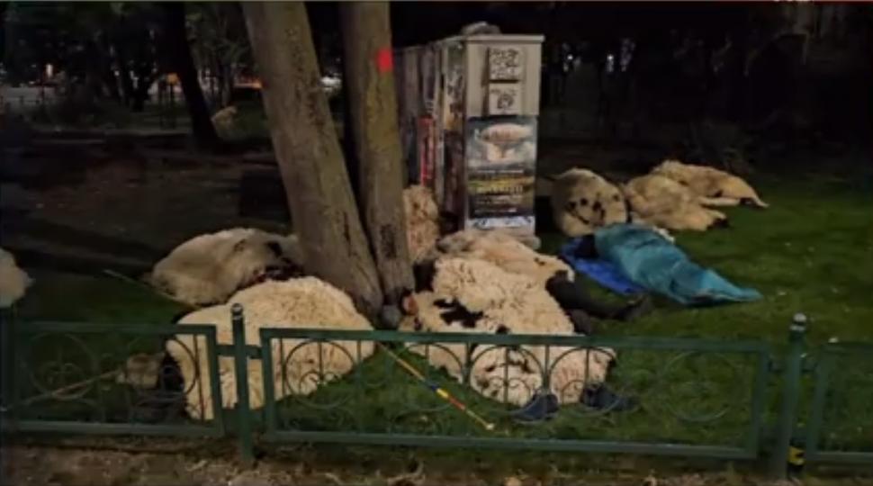 VIDEO - Ciobanii care au protestat la Guvern au dormit noaptea în Piața  Victoriei, întinși pe...