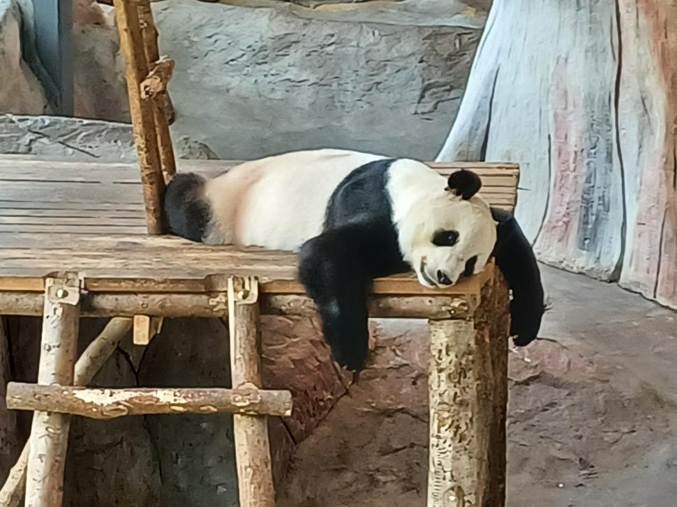 urs panda la zoo