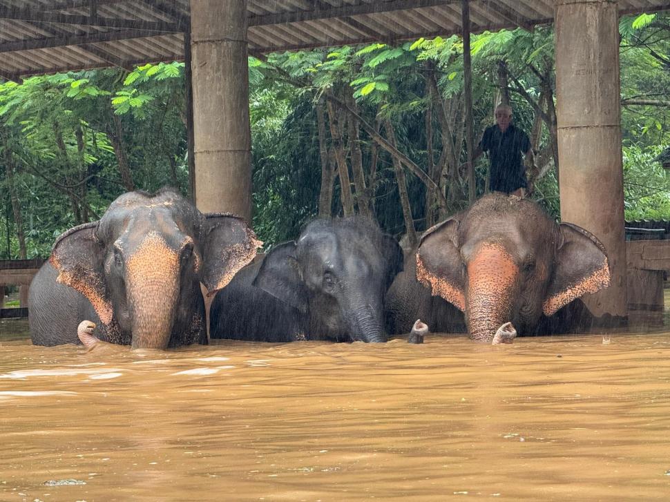 inundatii in thailanda animale salvate