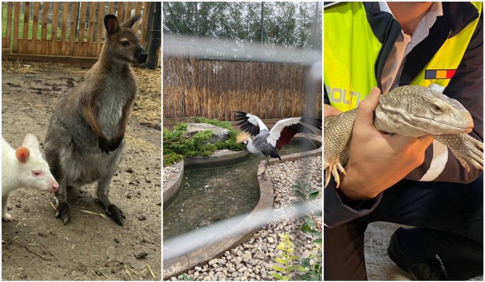 animale locuinte iasi control politie