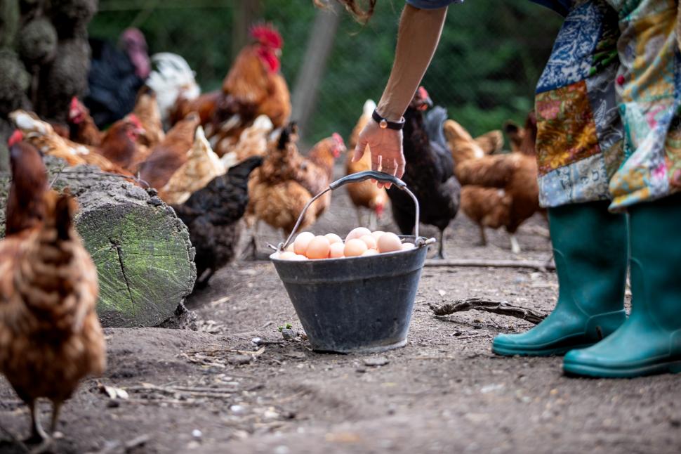 gaini si picioarele unei femei care se apleaca sa ridice o galeata plina cu oua