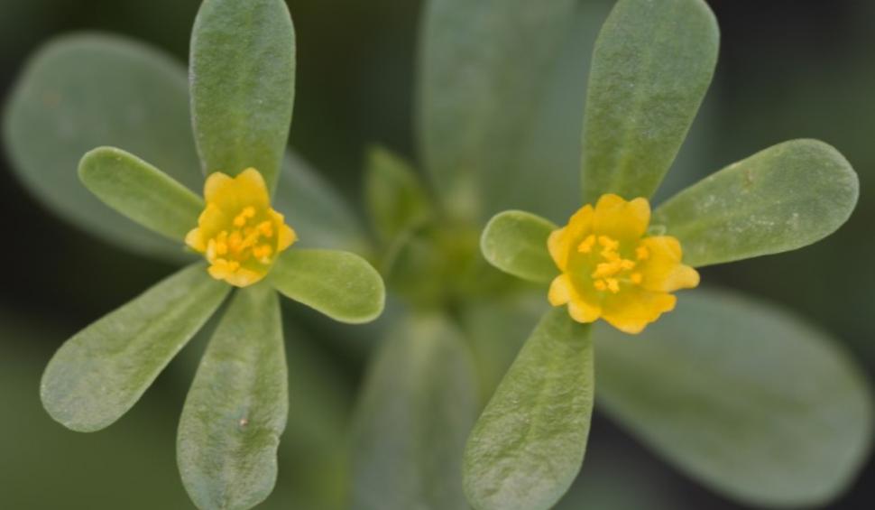 portulaca iarba grasa beneficii alimentare medicinale