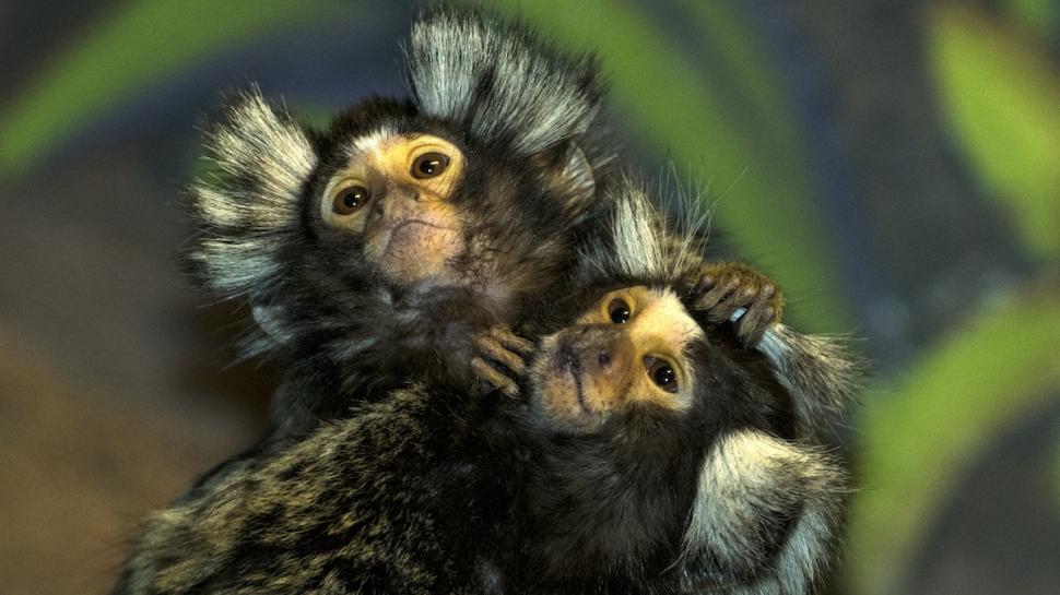 maimute marmoset