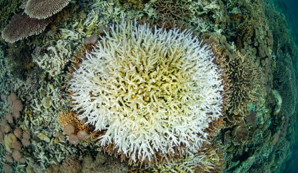 albirea coralilor orceane