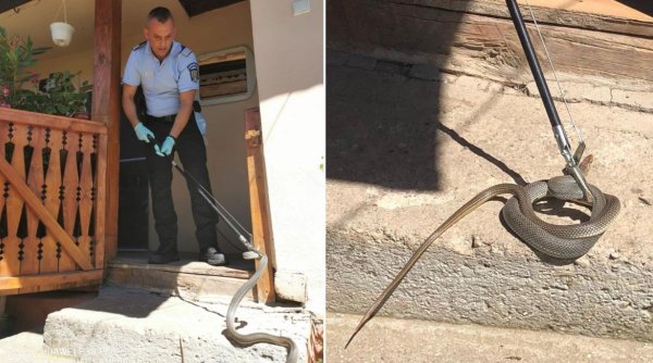 Șarpe de 1,5 metri găsit în casa unei familii din Mehedinți: 