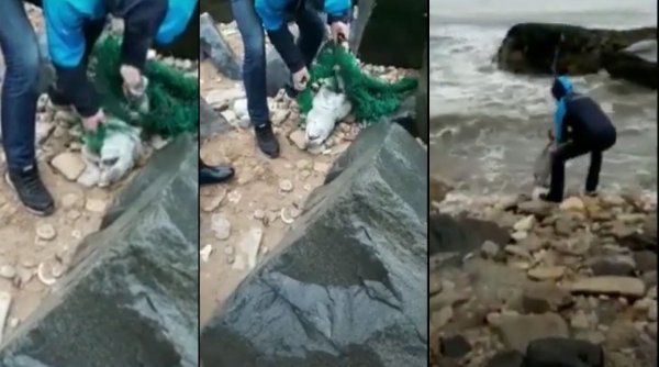Un român a devenit erou după ce a salvat un pui de focă rămas captiv într-o plasă