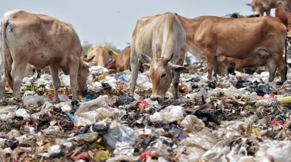 ONU: Oamenii aruncă la gunoi aproape un miliard de tone de alimente în fiecare an