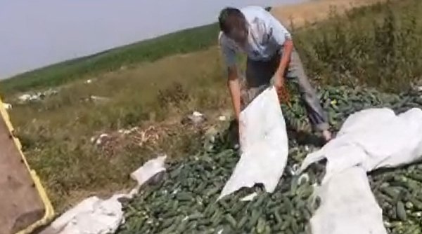 Un agricultor din Mehedinţi aruncă tone de castraveţi pe câmp în semn de protest: 
