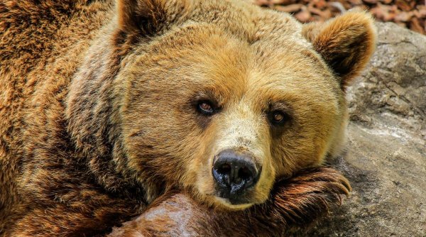 Costul salvării unui bărbat atacat grav de urs: Mii de euro pentru spitalizare, operații și medicamente