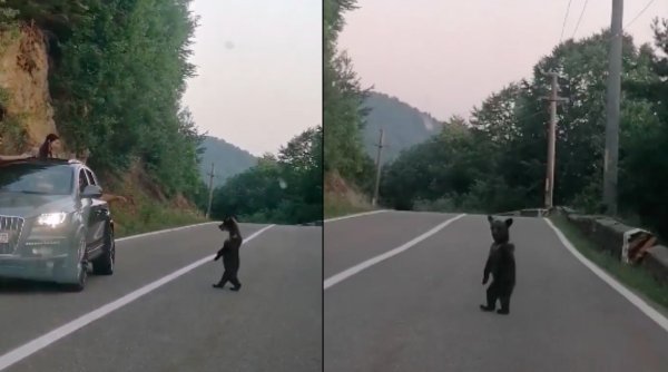 Doi ursuleți înfometați și mama lor, filmați pe un drum din Harghita. Unul dintre ei se ridică pe două picioare și așteaptă mâncare la geamul unei mașini
